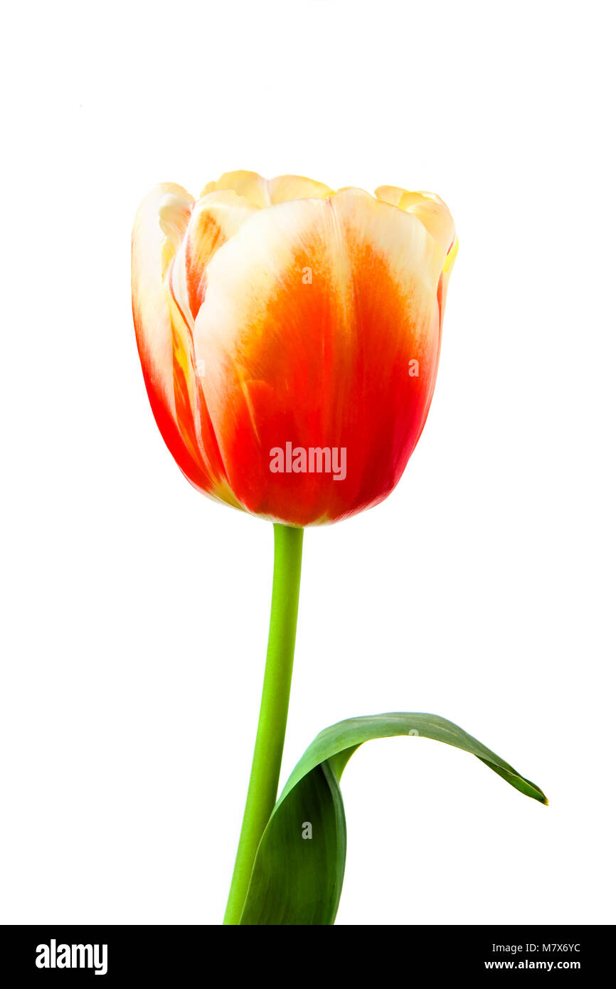 Beautiful tulip on a white background. Close-up Stock Photo - Alamy