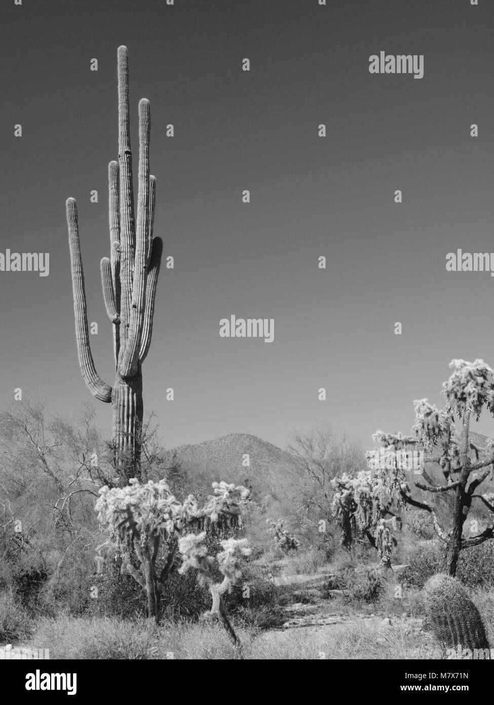 Arizona desert scenes in black and white east of Mesa, Arizona Stock ...