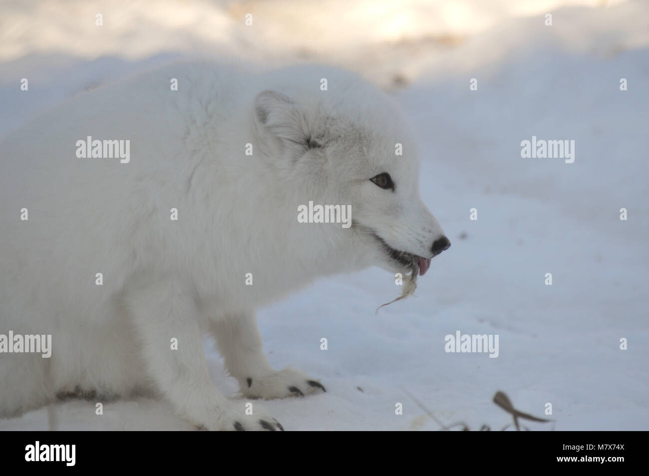 Arctic Fox Stock Photo