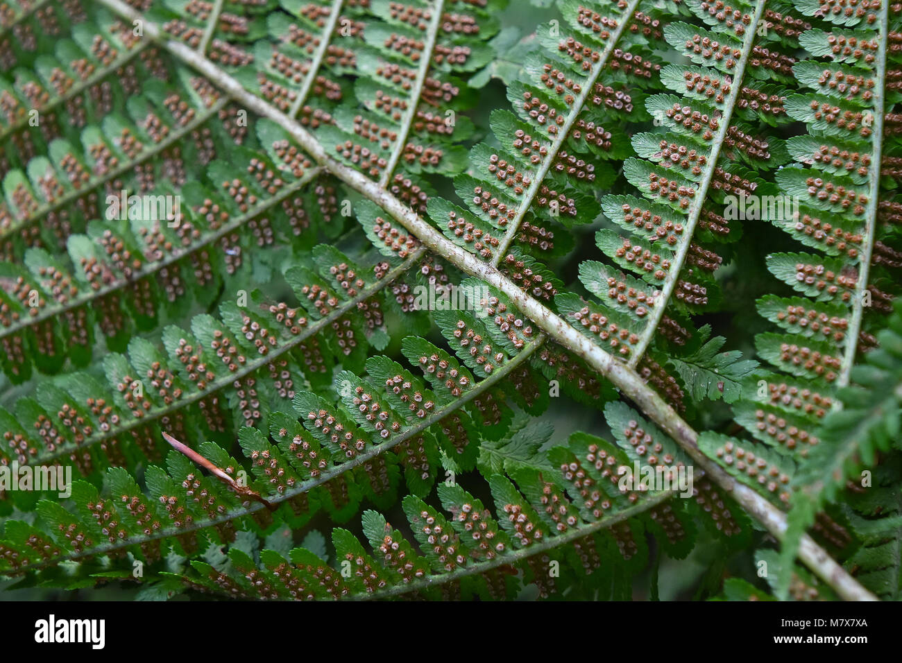 Extreme close up green fern leaves diagonal view, selective focus Stock Photo