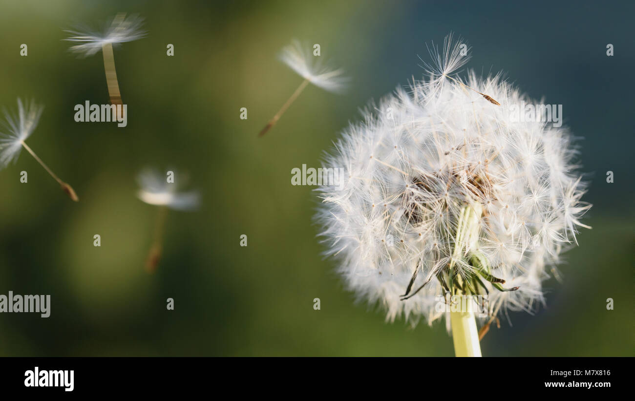 Dandelion Blowing In The Wind Stock Photos & Dandelion Blowing In The