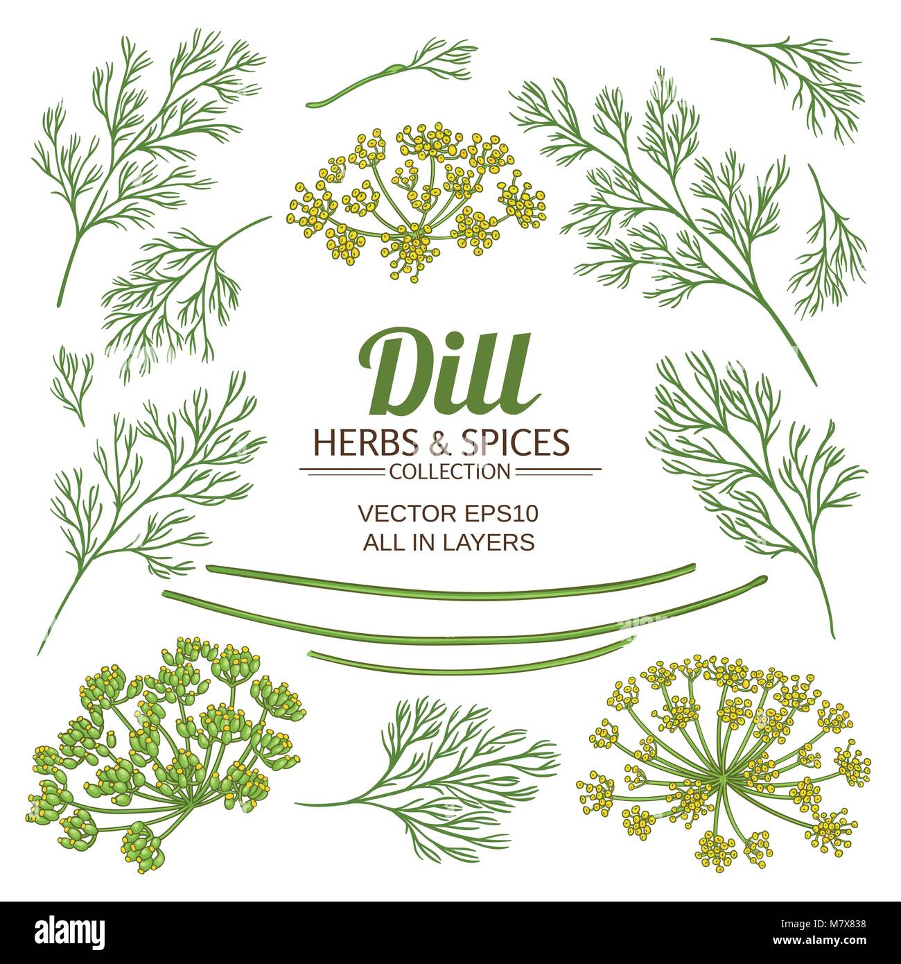 dill plant elements vector set on white background Stock Vector Image ...