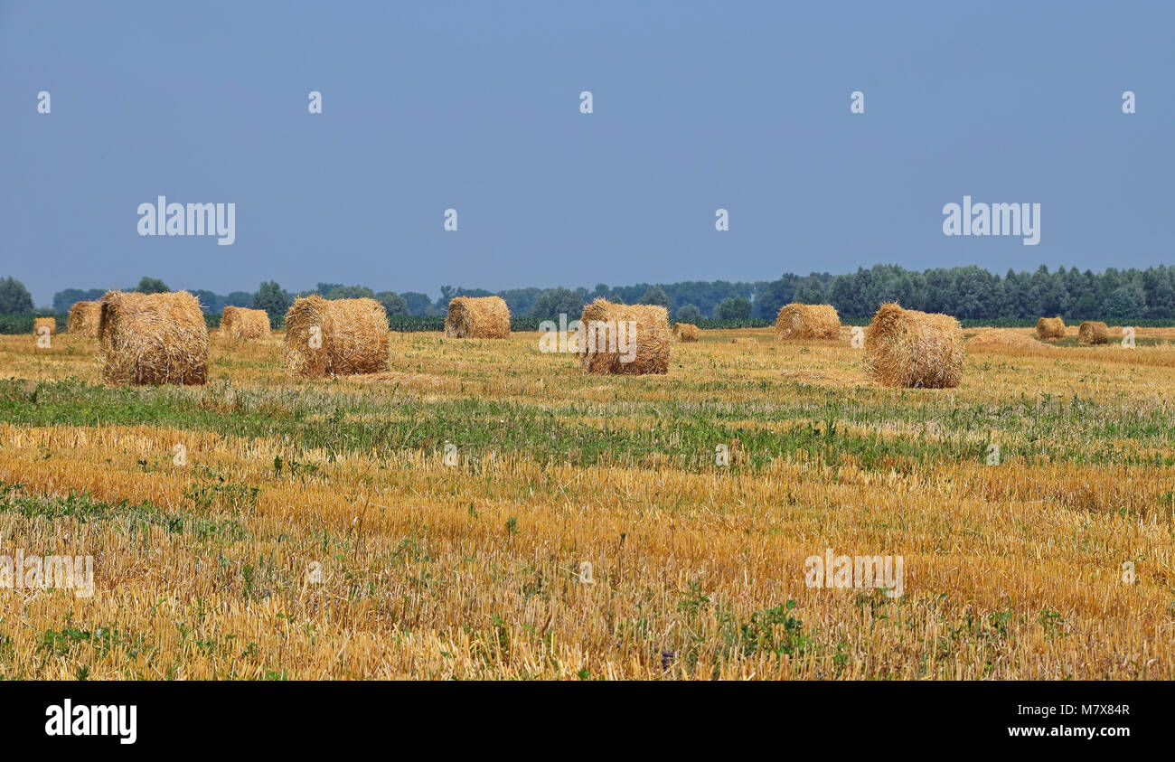 Yellow golden bales of hay straw in stubble field after harvesting ...