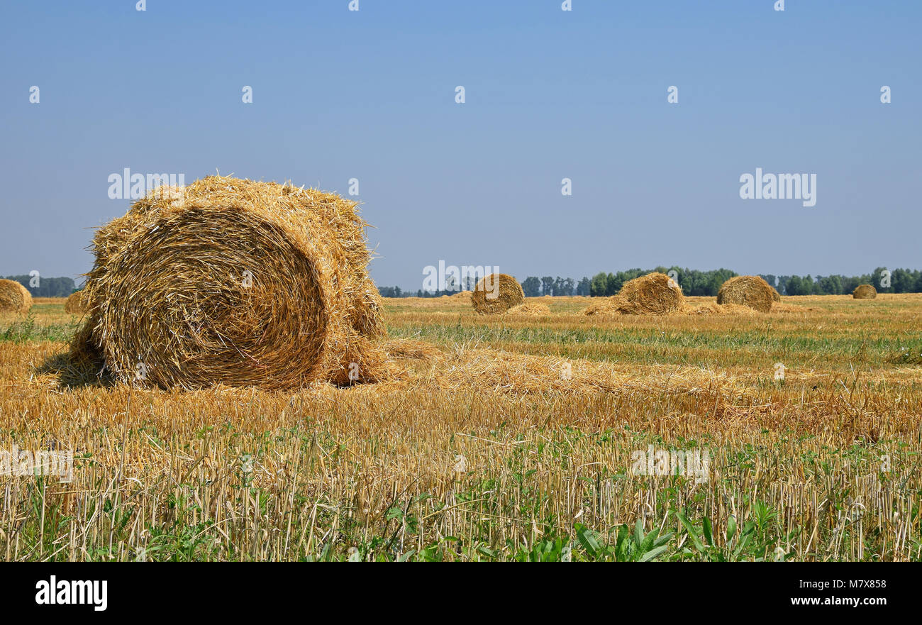 Yellow golden bales of hay straw in stubble field after harvesting ...