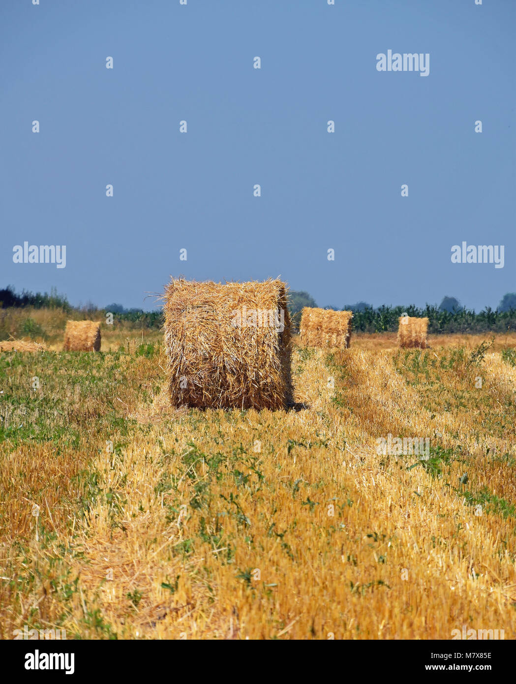 Yellow golden bales of hay straw in stubble field after harvesting ...