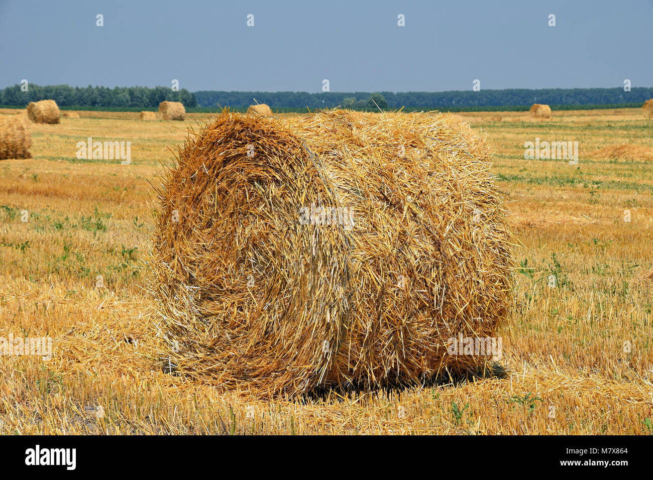 Yellow golden bales of hay straw in stubble field after harvesting ...