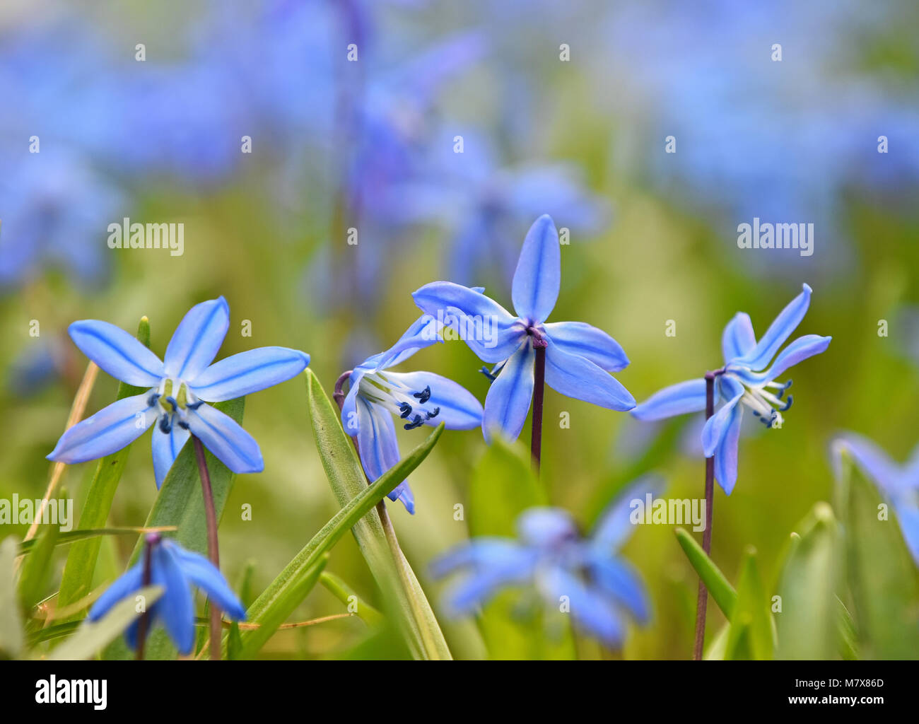 Close up blue purple spring Scilla (Squill, bluebell, snowdrop) flowers in field, low angle view, selective focus Stock Photo