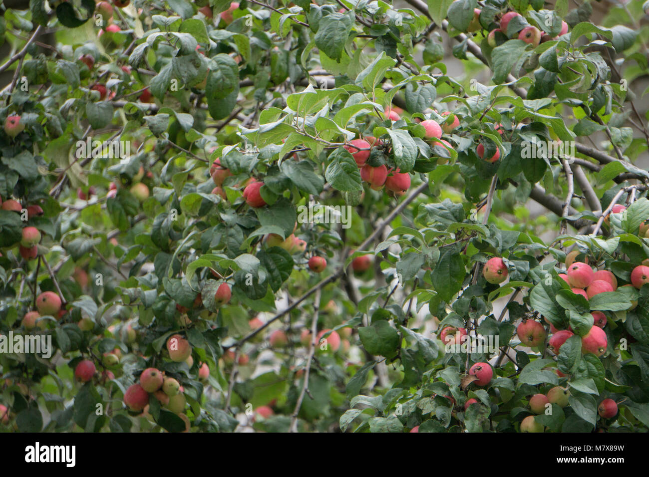 Organic apples hanging from a tree branch in an apple orchard Stock ...