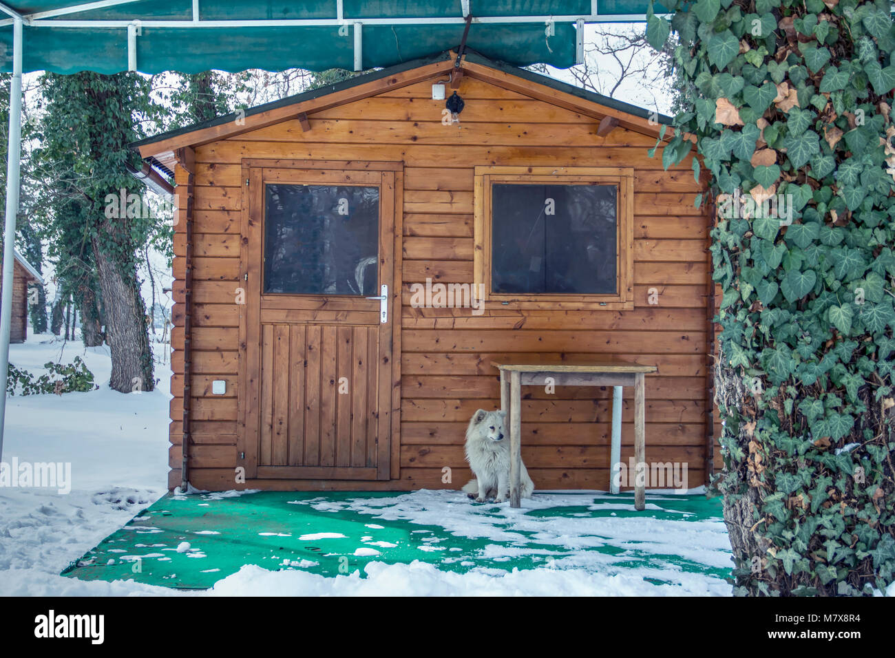 Serbia - A little mutt dog sitting in front of the cabin door Stock Photo