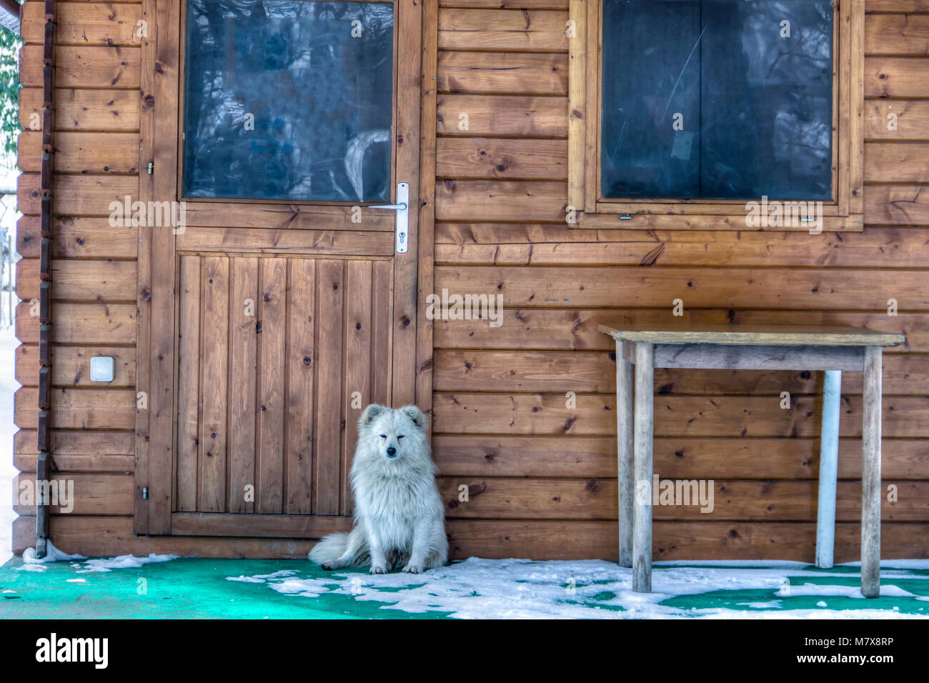 Serbia - A little mutt dog sitting in front of the cabin door Stock Photo