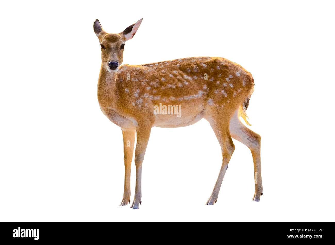 baby deer isolated in white background Stock Photo