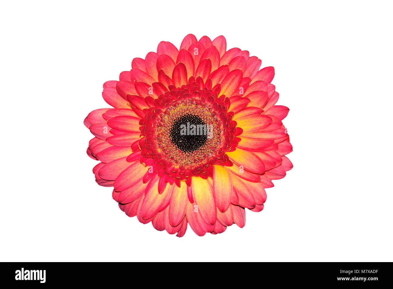Pink with yellow head of gerbera flower or transvaal daisy close up, isolated on a white background Stock Photo