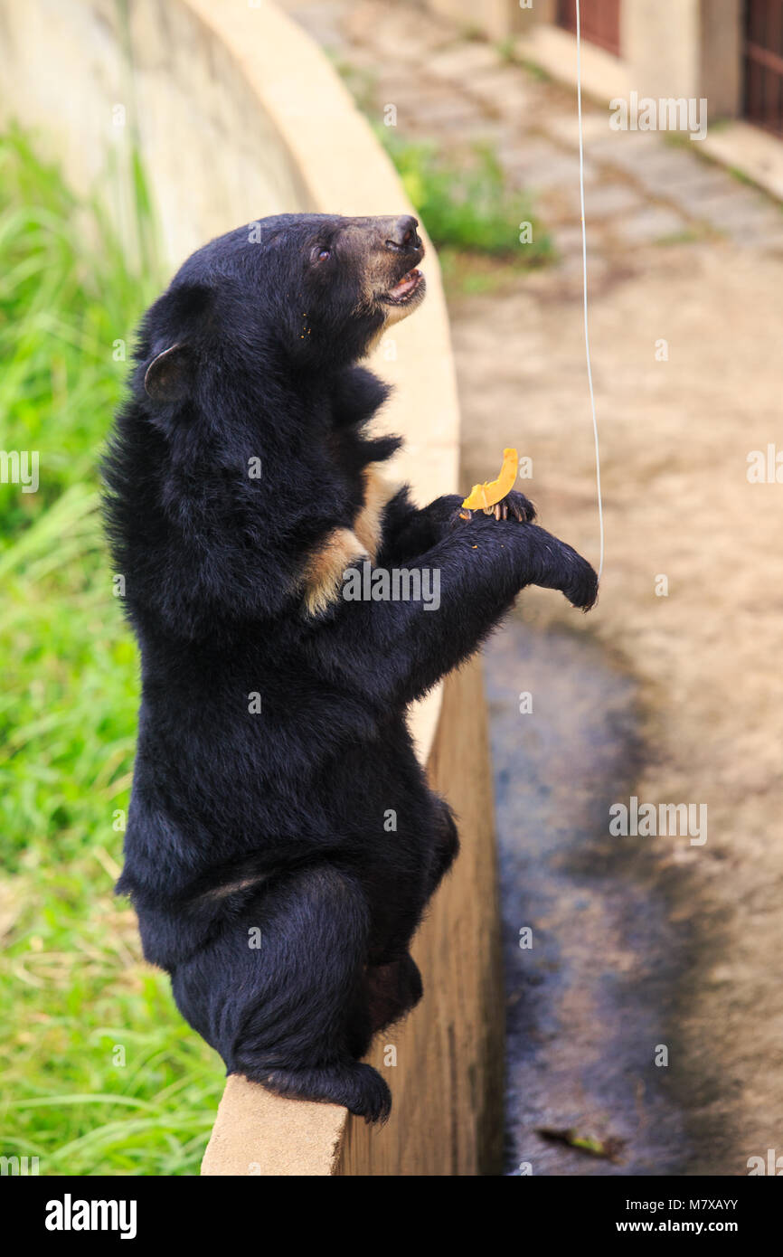 closeup large black bear sits on back paws on barrier looks on banana ...