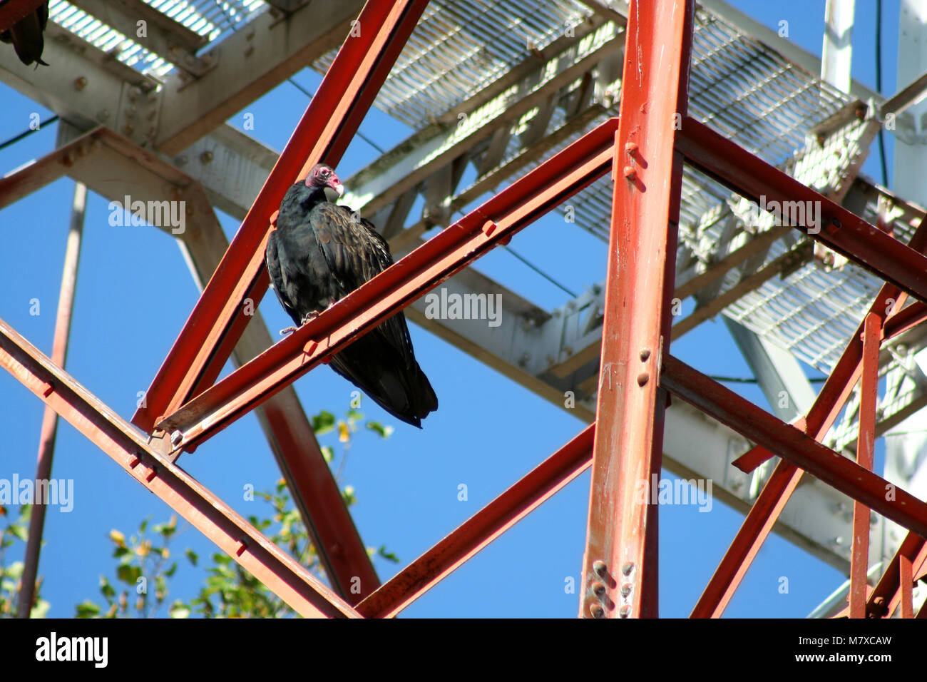 A Turkey Buzzard on a tower Stock Photo Alamy