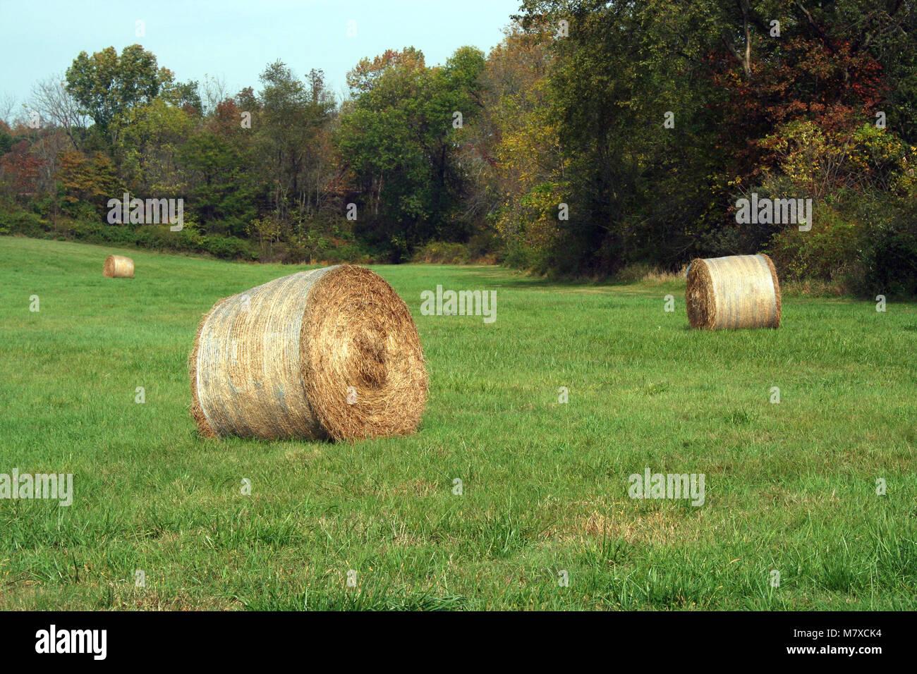 Hay Rolls in a green field with trees Stock Photo - Alamy