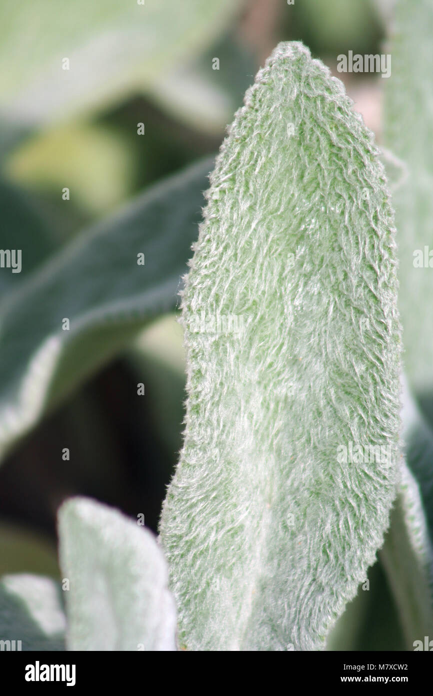 A Lambs Ears plant leaf Stock Photo Alamy