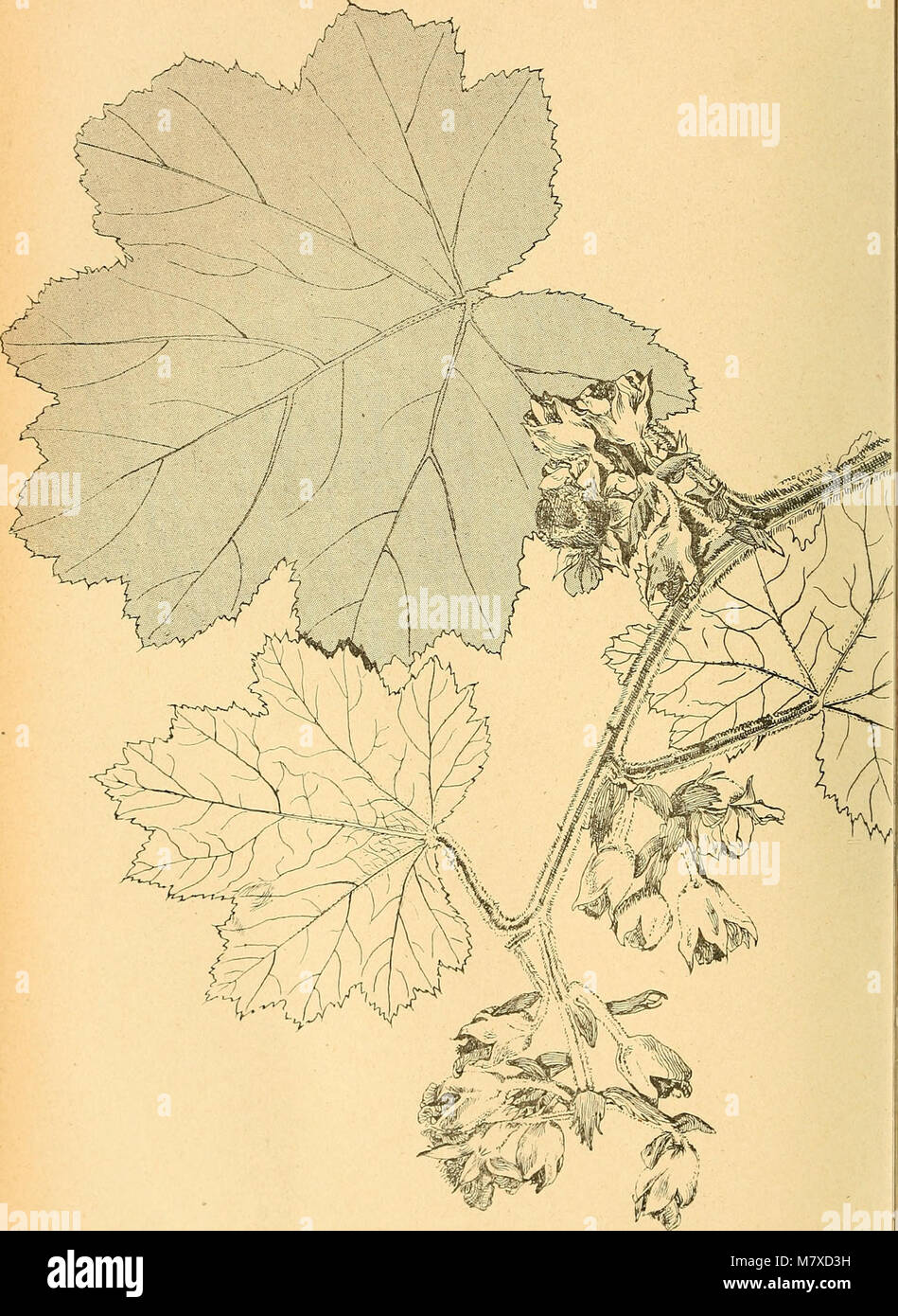 Bulletin de l'Acadmie internationale de gographie botanique (1899-1910 ...