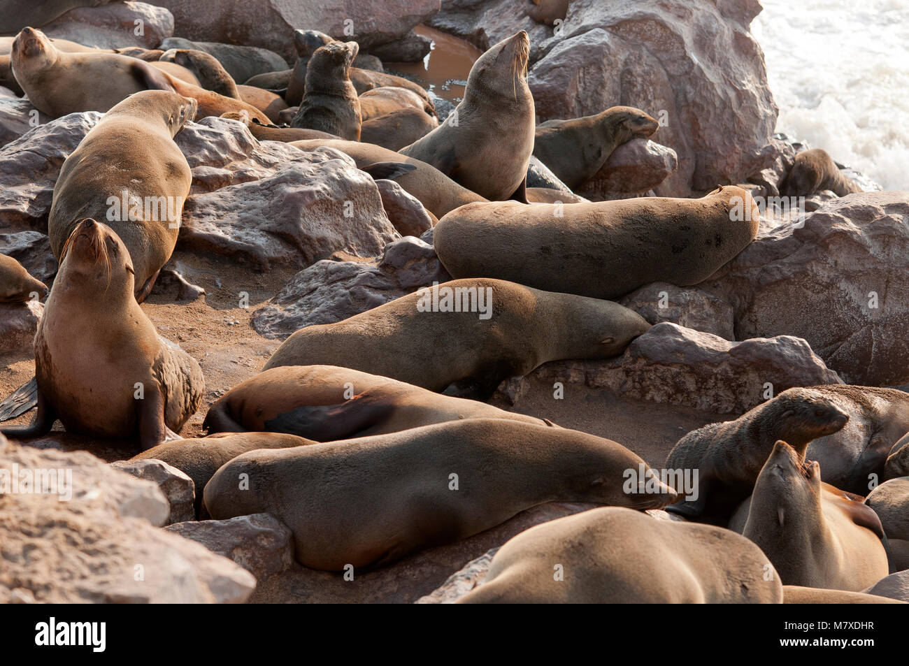 Cape Cross seal colony in the Westcoast Recreational Area, Namibia Stock Photo