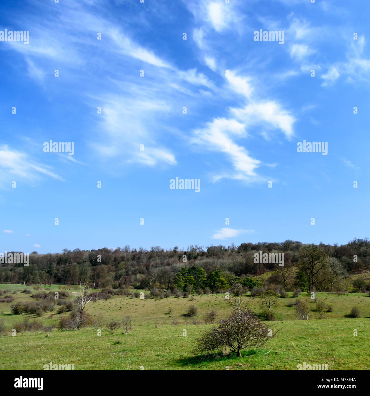blue sky in early spring over Tring Park Stock Photo