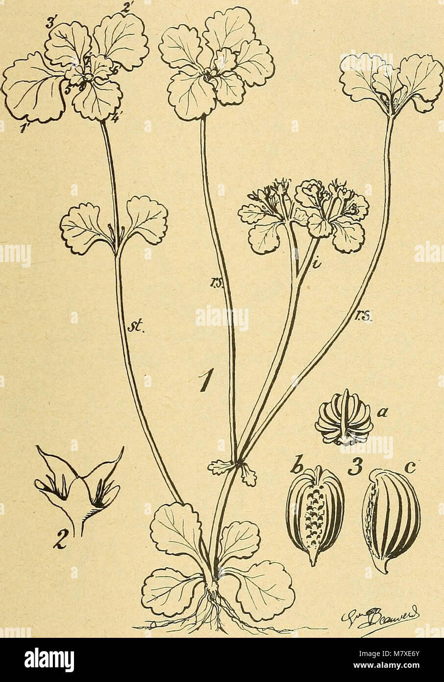 Bulletin de la Société botanique de Genève (1913) (20445185751) Stock Photo