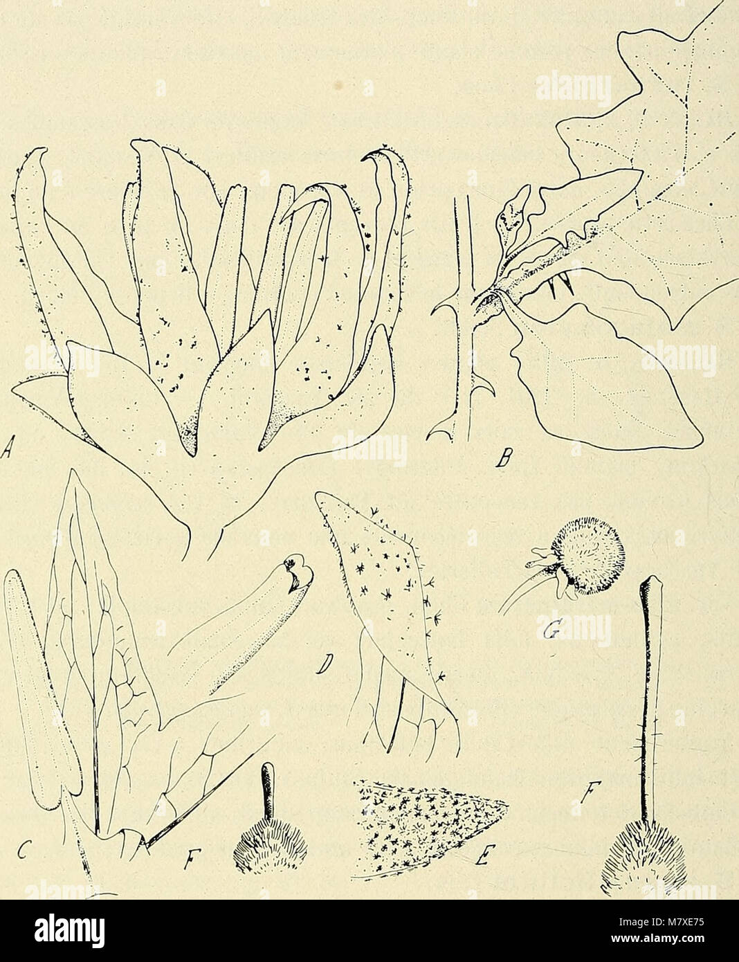 Bollettino de la Société botanique de Genève. Fig. 9. a, b. Stomates de  coléoptiles développées en lumière violette. On peut en concure que le  stomate, au cours de ces exériences,réagit bien