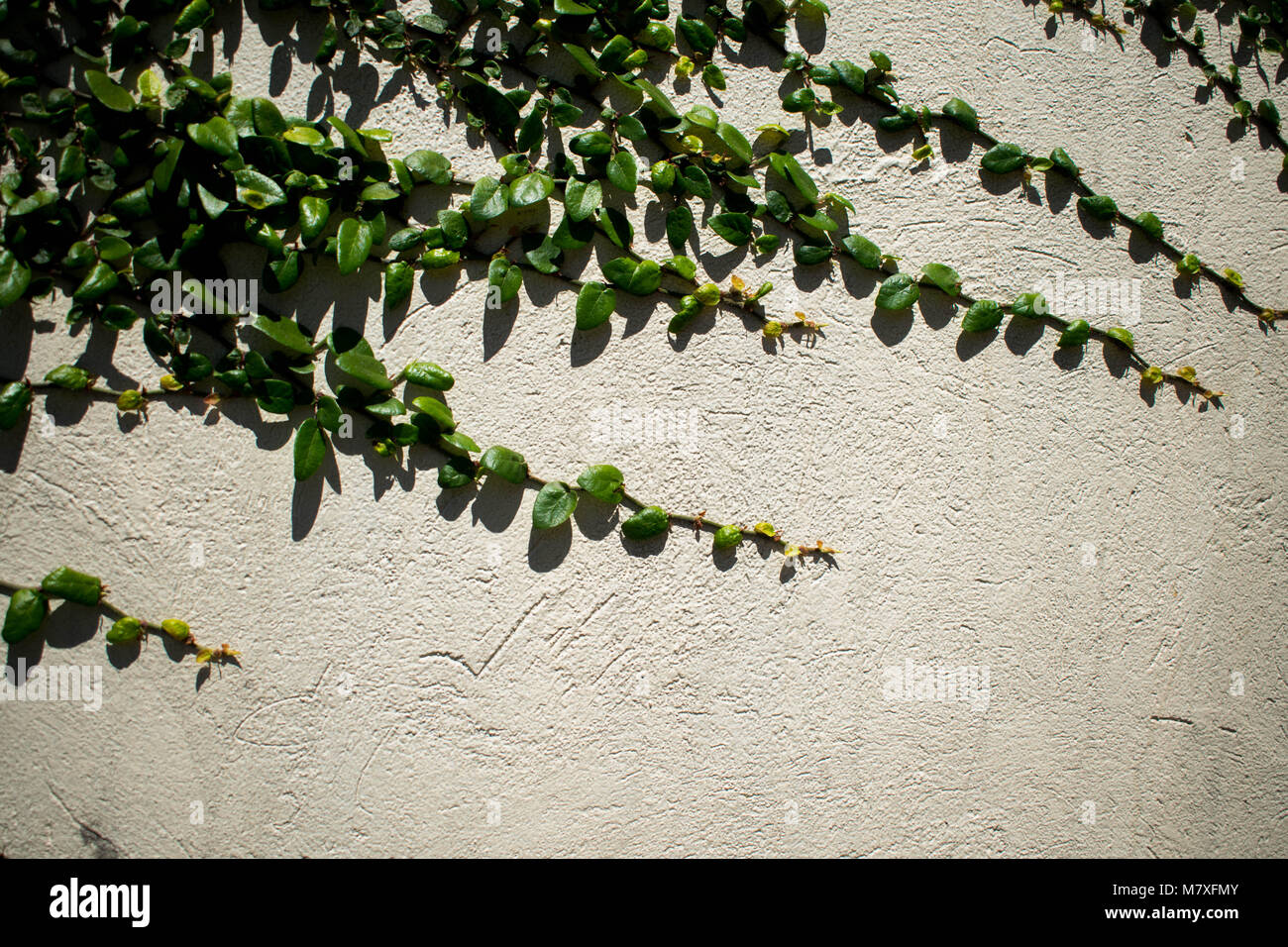 Plant creepers on a white wall background, wallpaper, textured wall