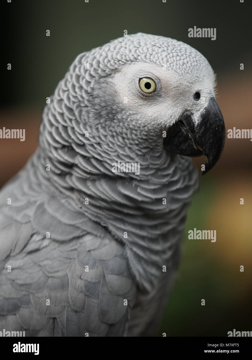 Grey Parrot Portrait Stock Photo