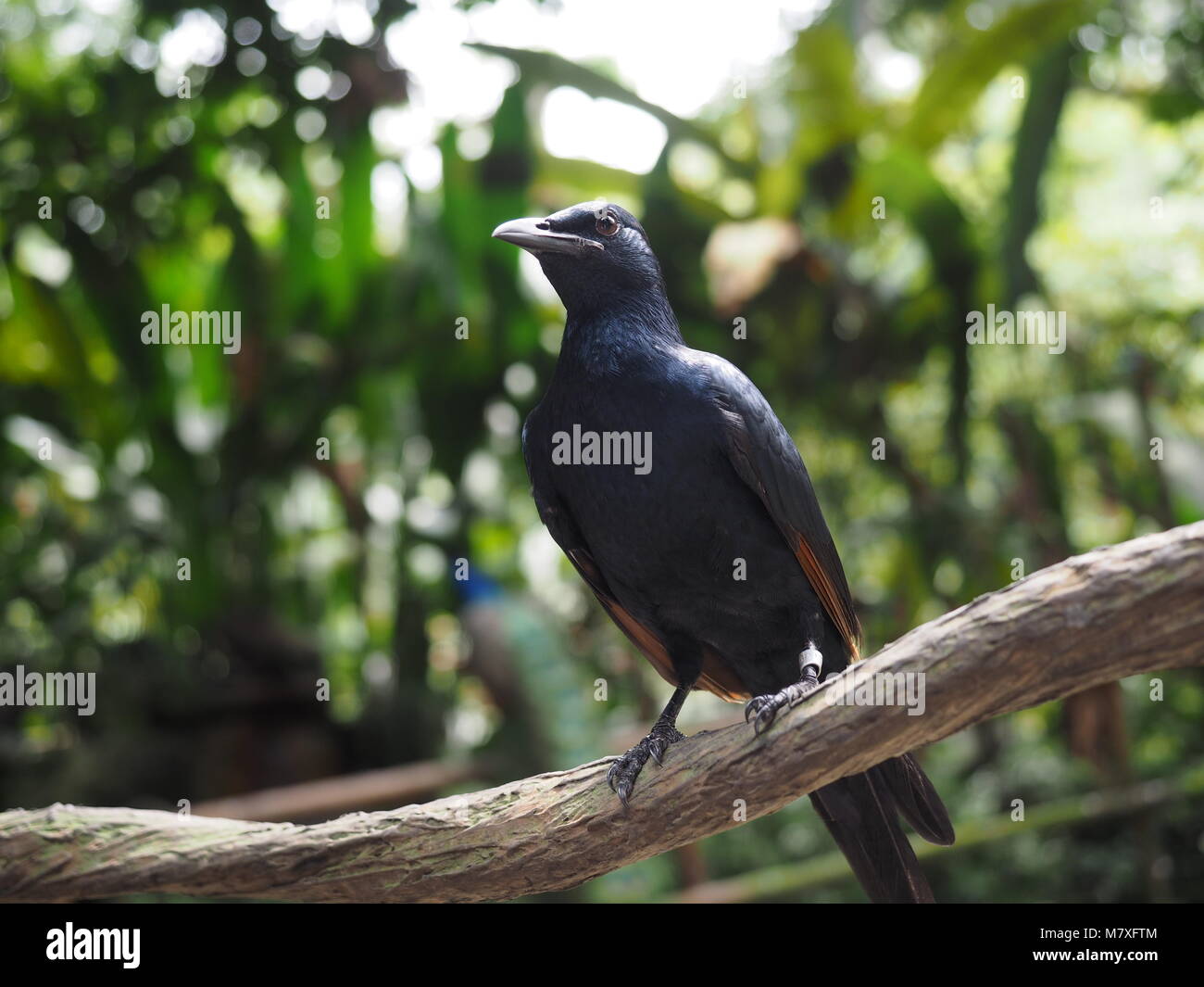 Black Bird Standing Proud Stock Photo
