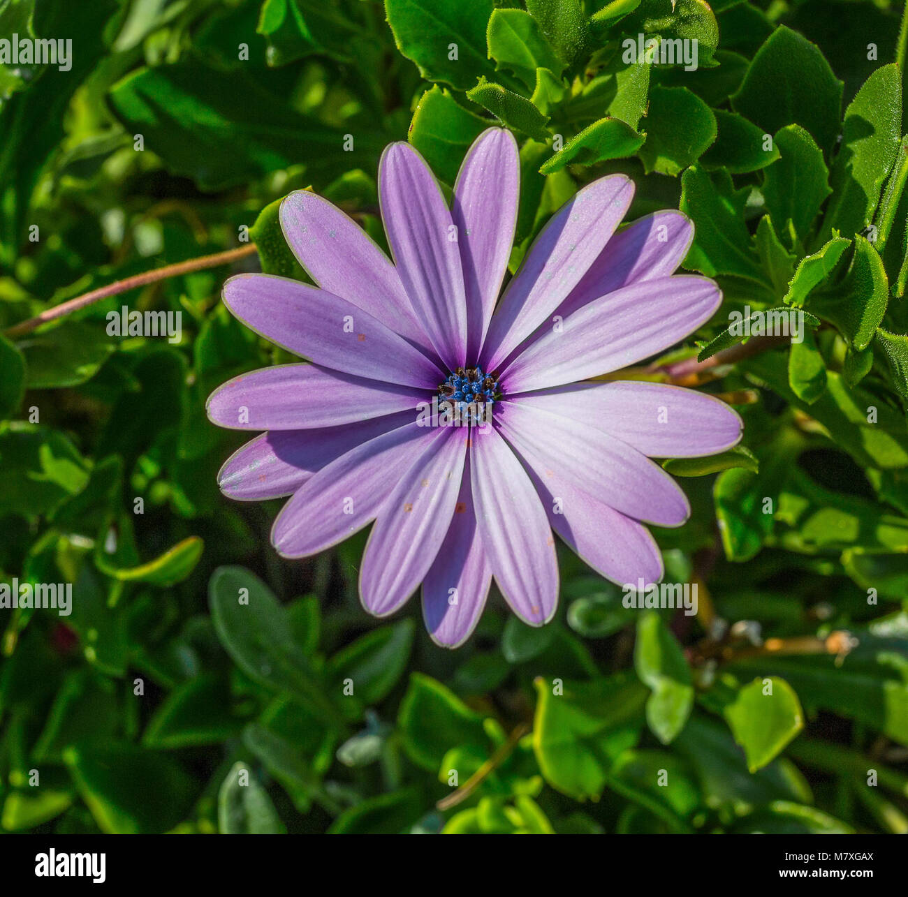 My Image 33