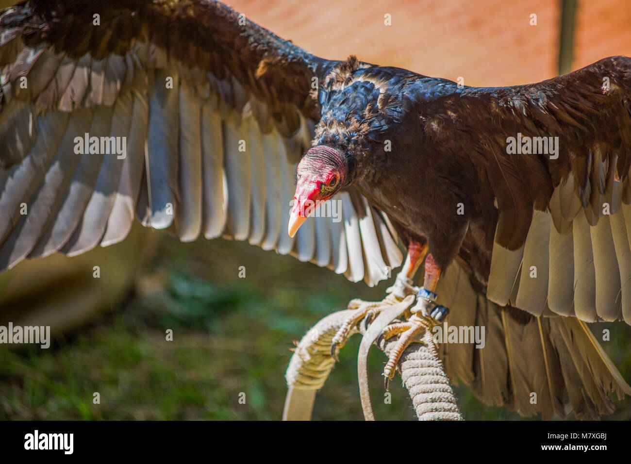 Trained black vulture hires stock photography and images Alamy