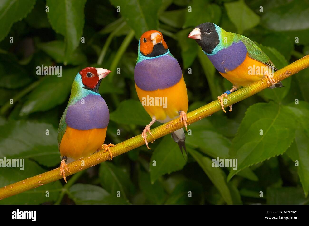 Gouldian finch three males showing all three colour morphs Stock Photo