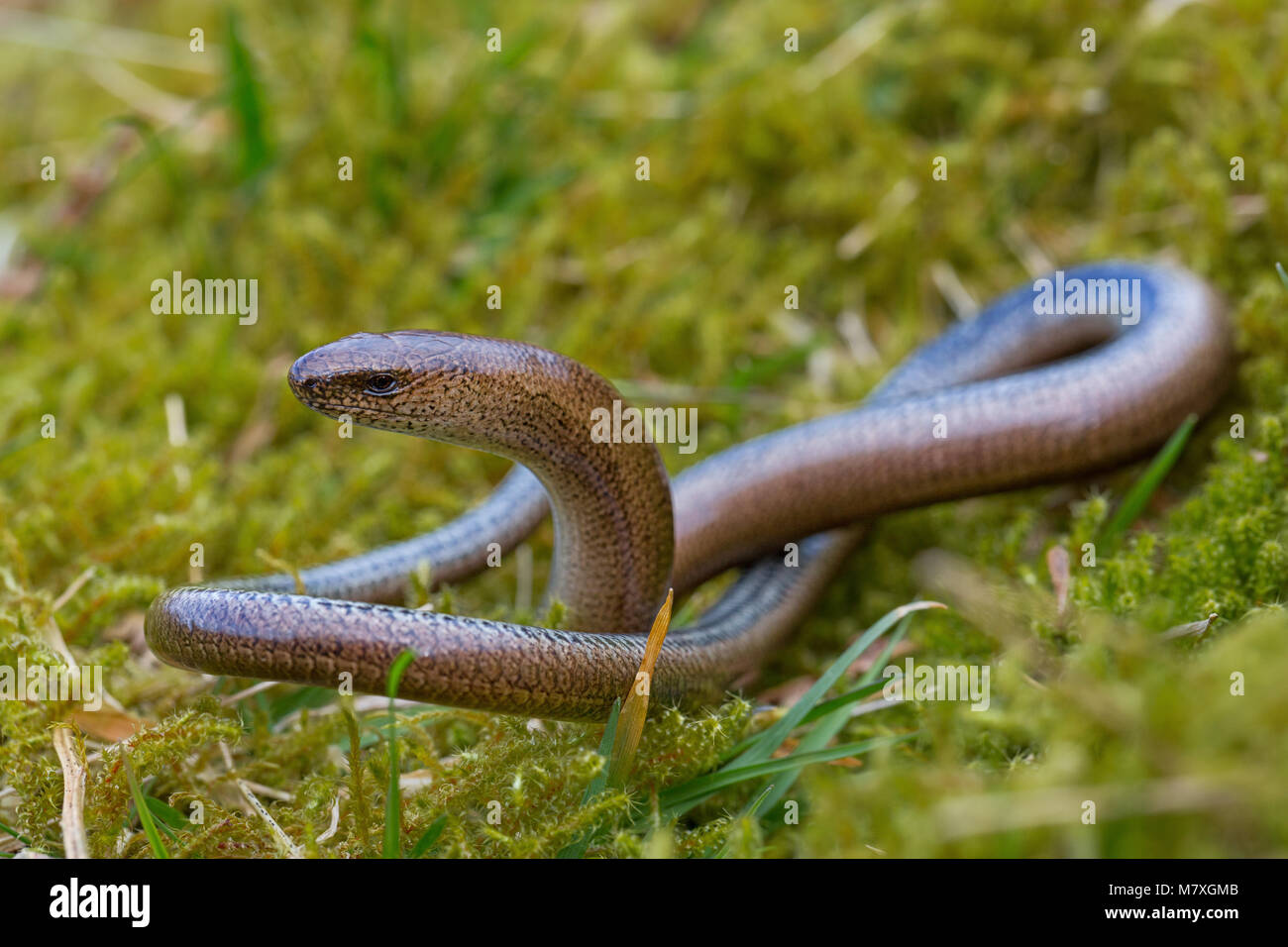 Slow worm coming out of hibernation Stock Photo Alamy
