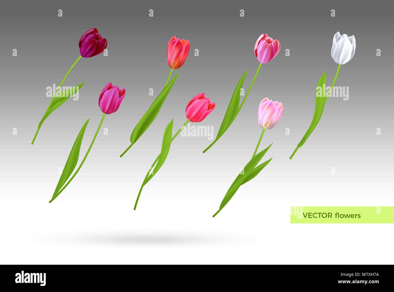 Vector set of tulips flowers Stock Vector Image & Art Alamy