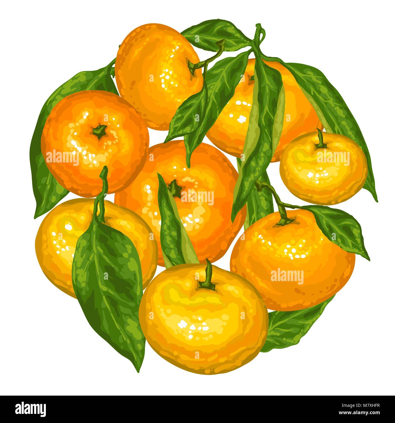 Circle with mandarins. Tropical fruits and leaves Stock Vector