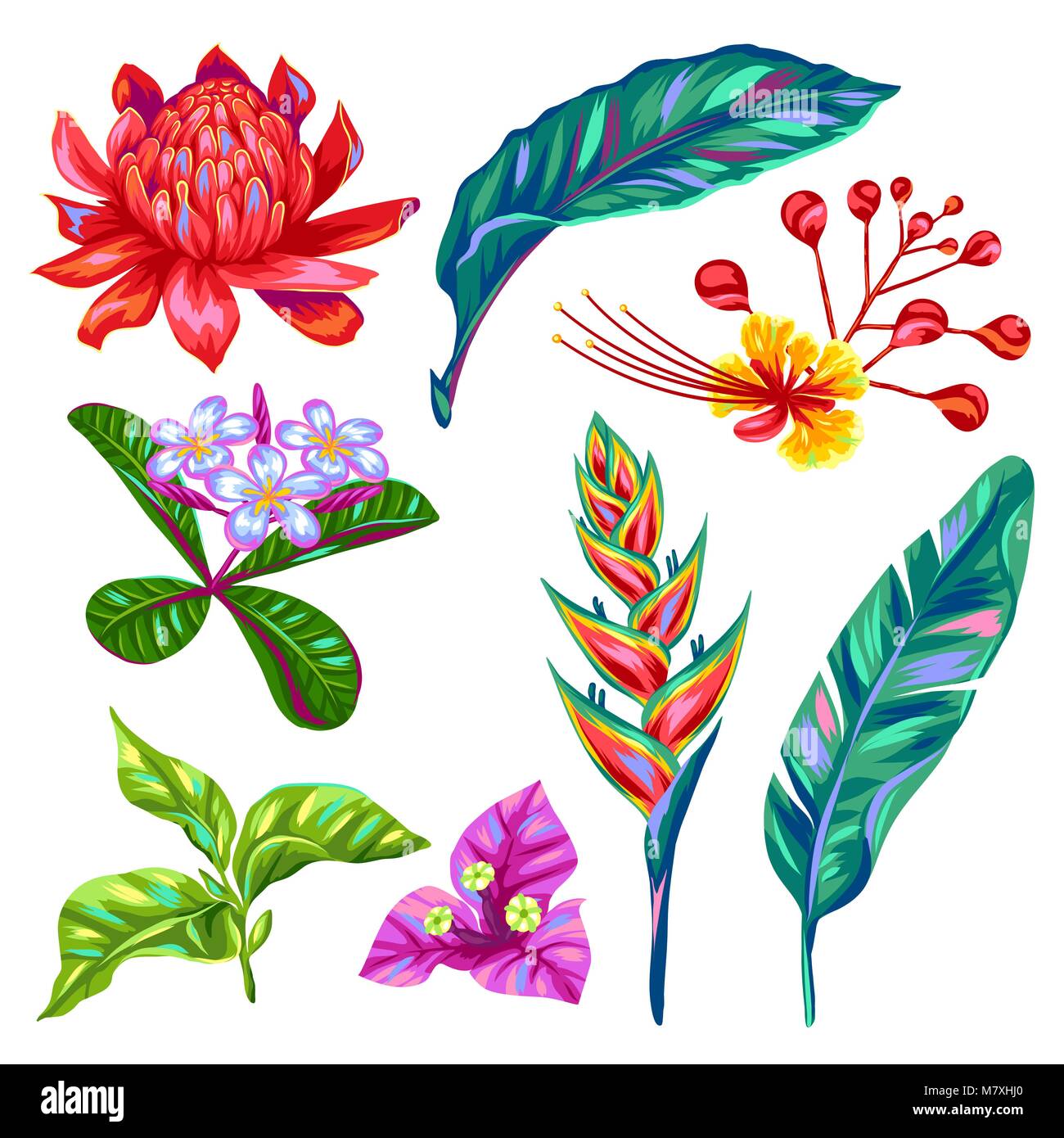 Set of Thailand flowers. Tropical multicolor plants, leaves and buds Stock Vector