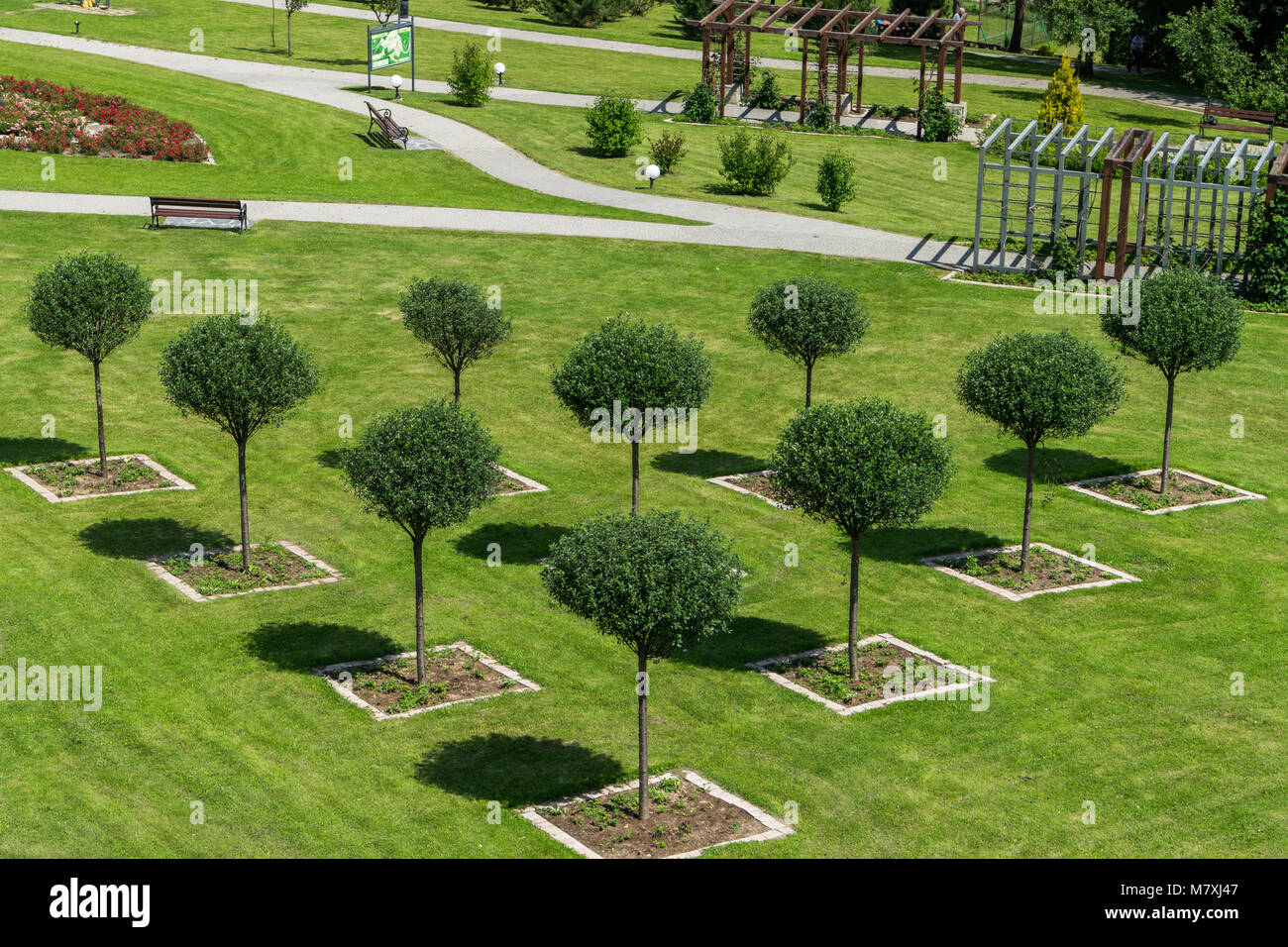 Green trees planted in line in the shape of triangle Stock Photo