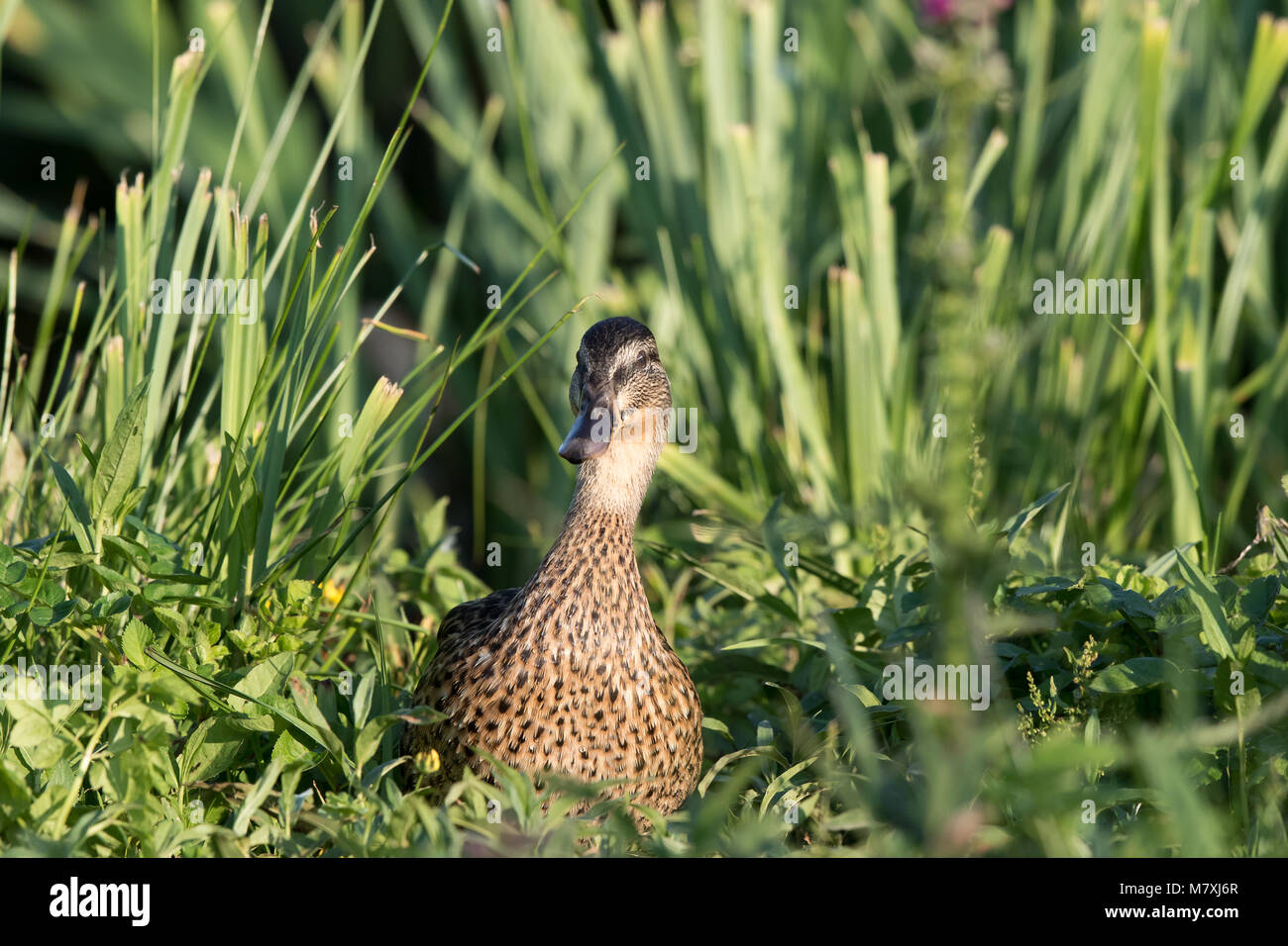 Front close up of female UK mallard duck (Anas platyrhynchos) isolated, popping up in middle of wild green vegetation, grasses, summer wetland. Stock Photo