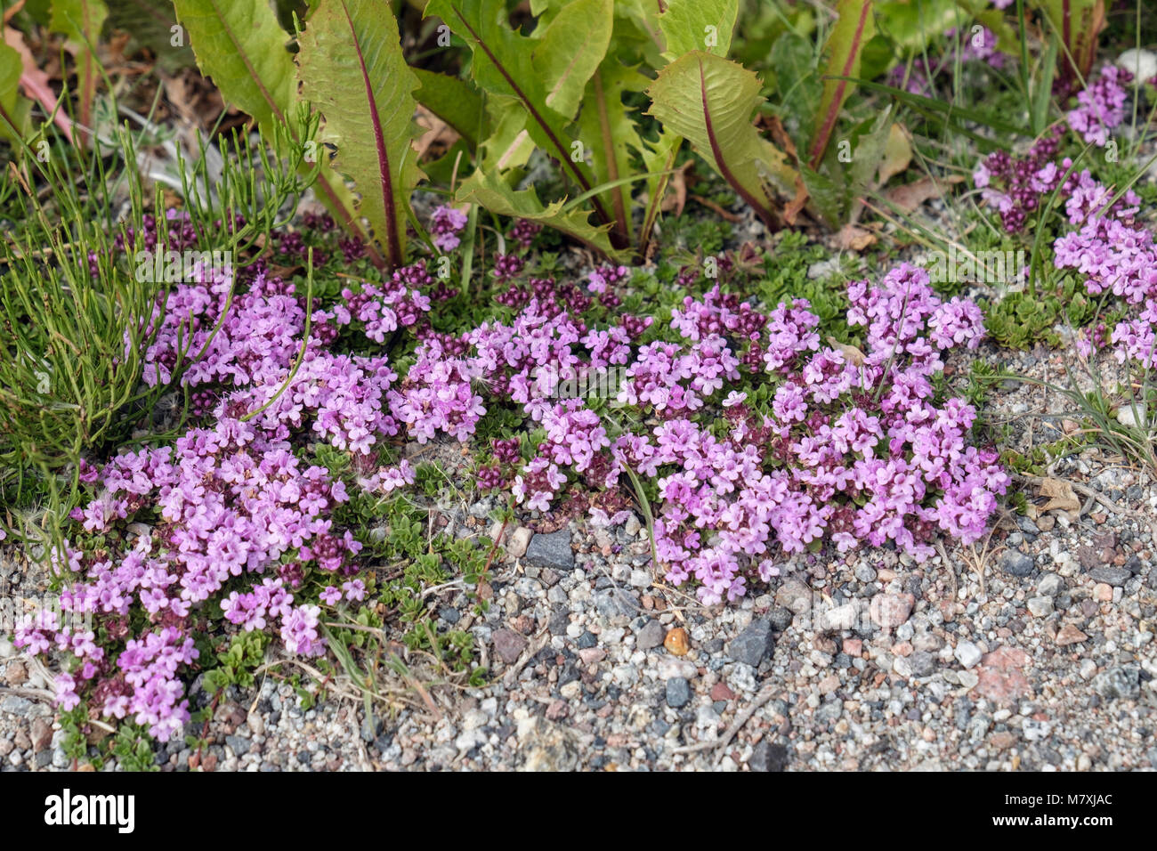 Wild Thyme (Thymus polytrichus) flowers growing in stony tundra habitat in summer. Narsaq, Kujalleq, South Greenland Stock Photo