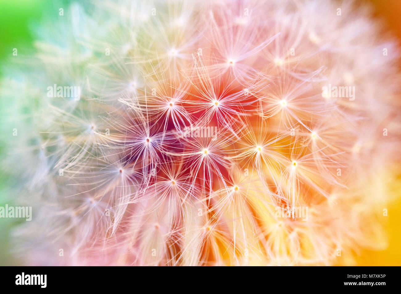 Detail of dandelion seeds, colorful background Stock Photo