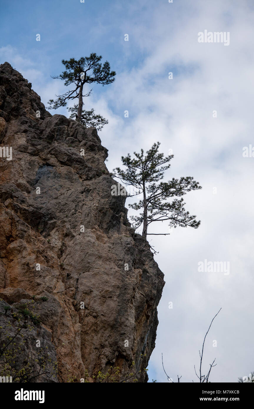 trees on rock Stock Photo