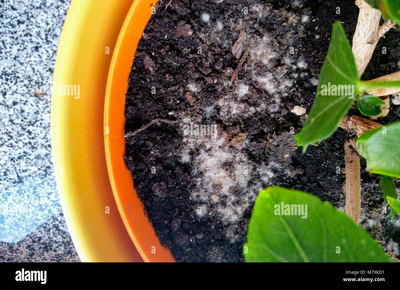 mold on soil Stock Photo Alamy