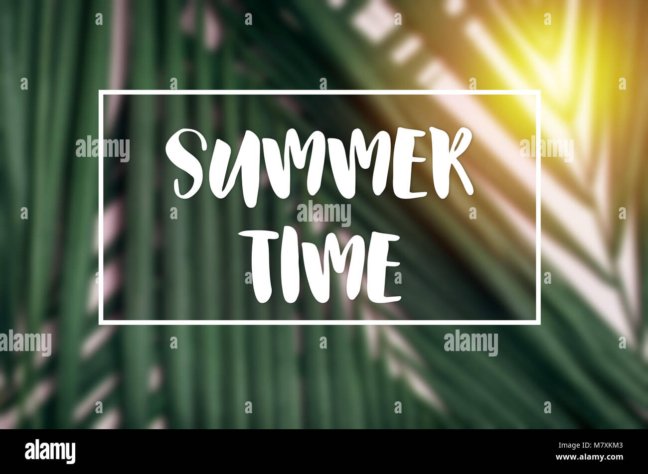 summer time frame word with palm leaf and sunlight.tropical background concept Stock Photo
