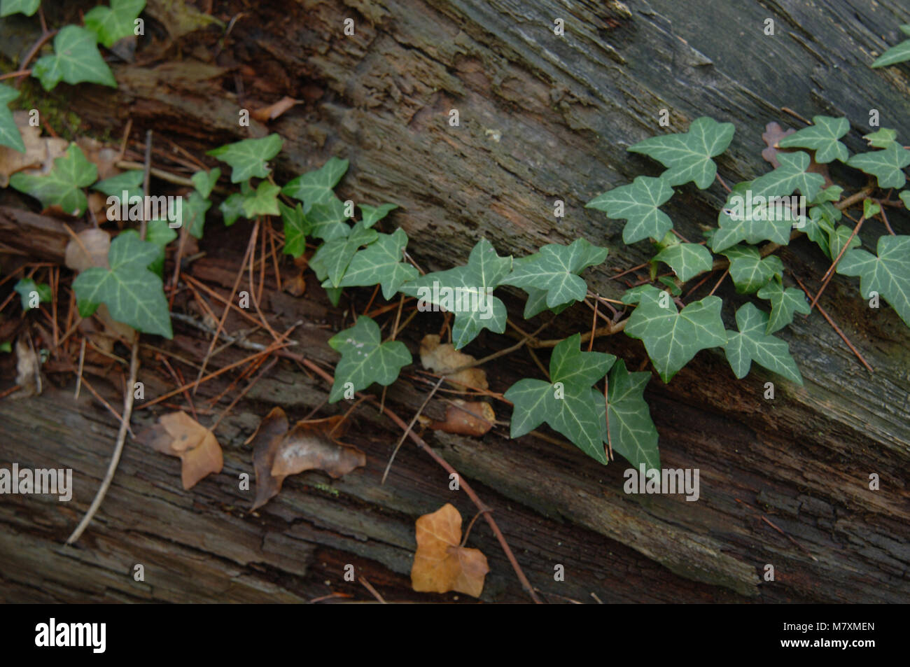 The forest floor, fallen trees, decaying wood, dead leaves and ivy. Stock Photo