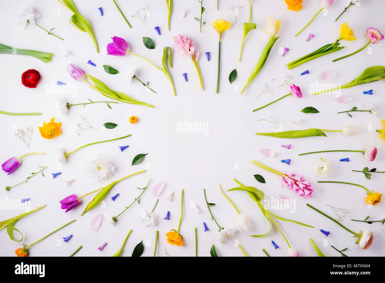 Flowers on a white background. Studio shot. Easter and spring flat lay ...
