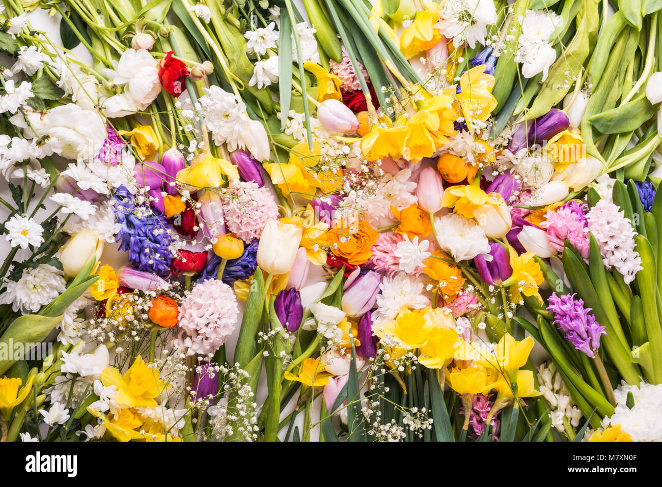 Colorful flowers background. Studio shot. Easter and spring flat lay ...