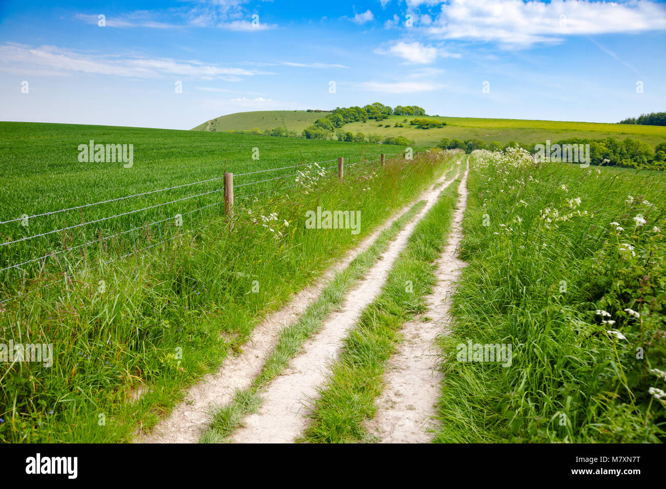 South Downs Way, a  long distance footpath and bridleway along the South Downs hills in Sussex, Southern England, UK Stock Photo