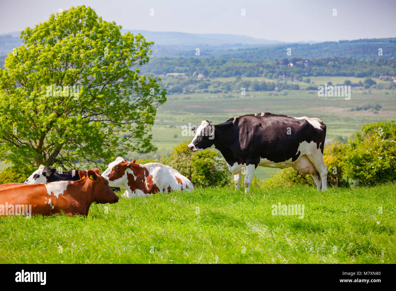 Holstein Friesian dairy cattle at pasture on the South Downs hill in ...