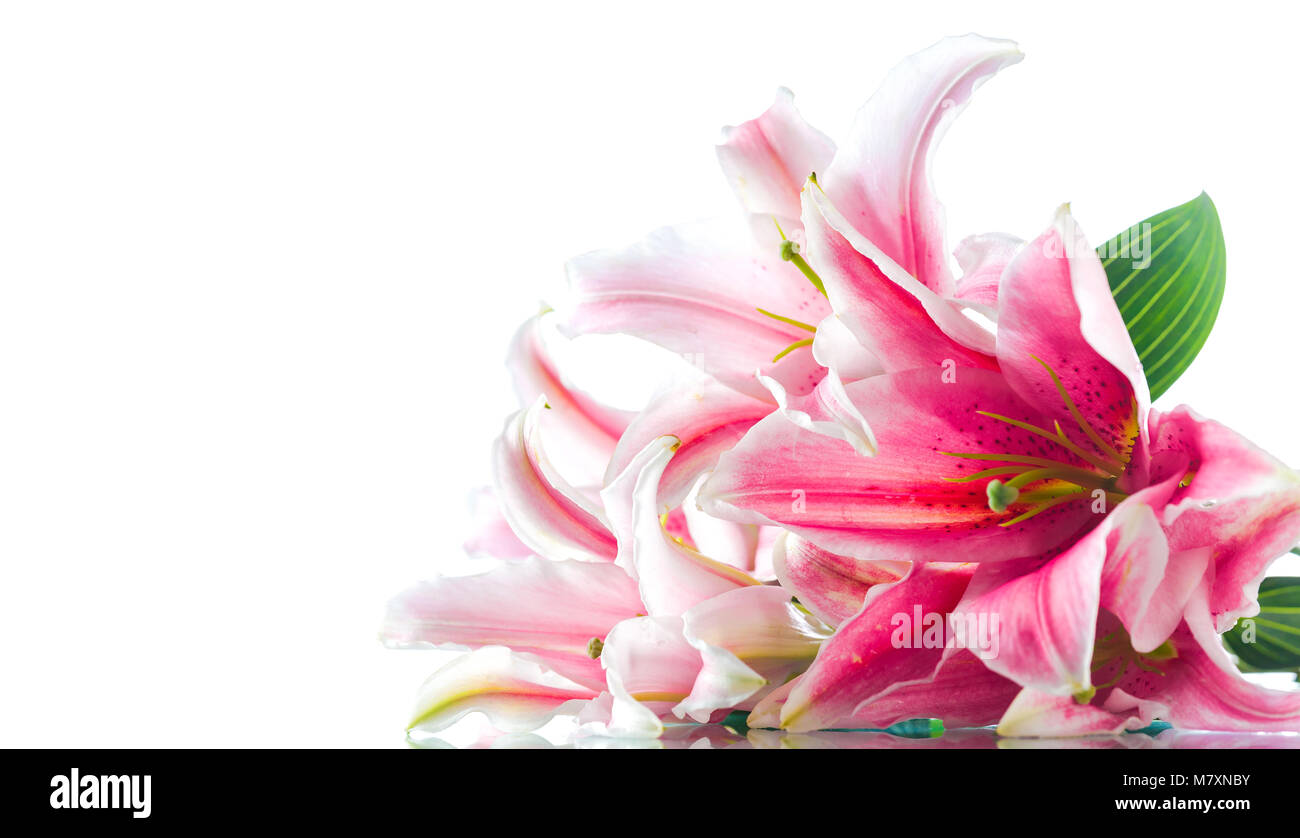 Pink lily flower bouquet isolated on white background Stock Photo - Alamy