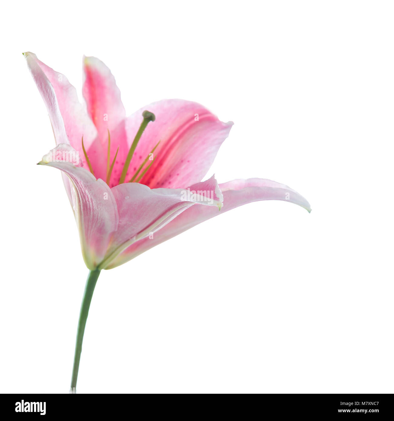 Pink lily flower bouquet isolated on white background Stock Photo - Alamy