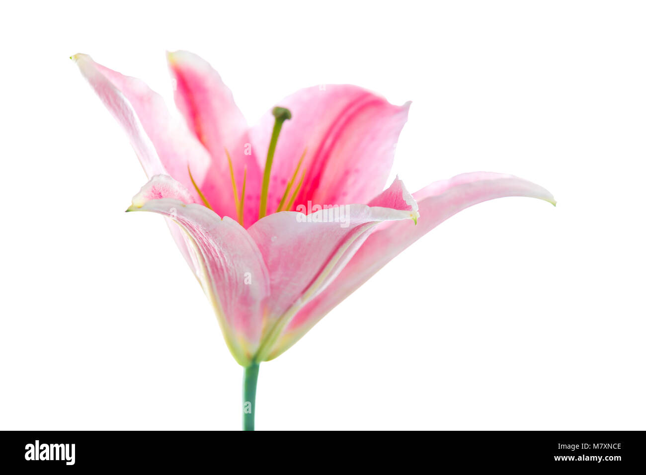 Pink lily flower bouquet isolated on white background Stock Photo - Alamy